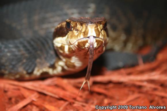 Florida Cottonmouth (Agkistrodon piscivorus conanti)