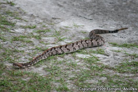 Timber Rattlesnake (Crotalus horridus)