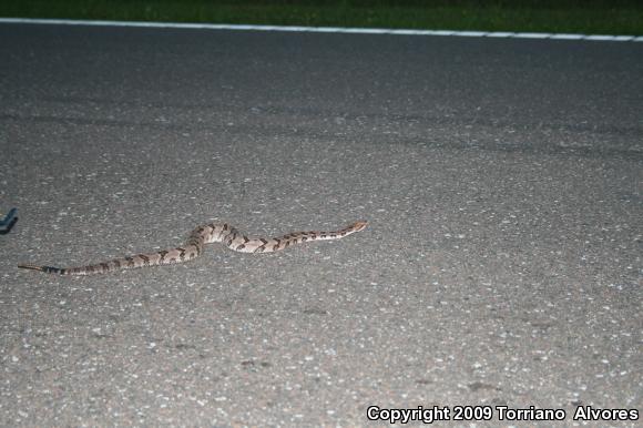 Timber Rattlesnake (Crotalus horridus)