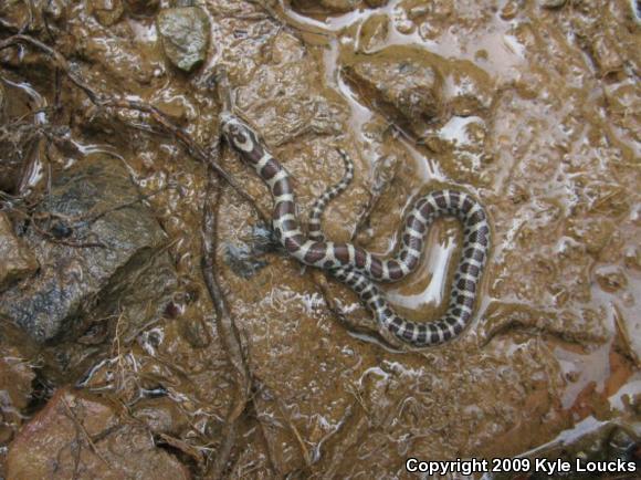 Eastern Milksnake (Lampropeltis triangulum triangulum)