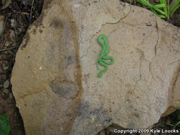 Eastern Smooth Greensnake (Opheodrys vernalis vernalis)