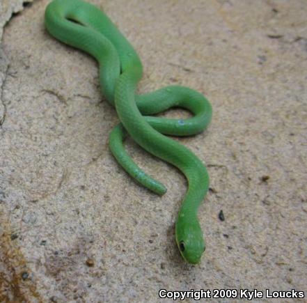 Eastern Smooth Greensnake (Opheodrys vernalis vernalis)