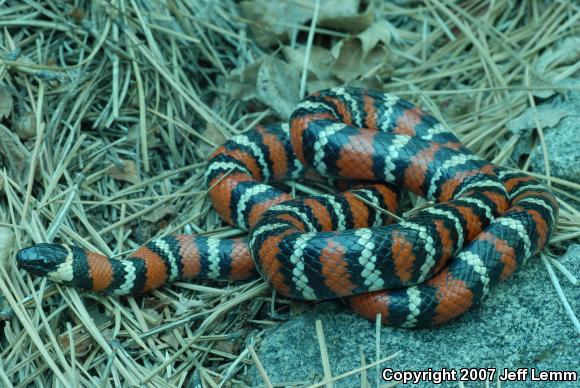 San Diego Mountain Kingsnake (Lampropeltis zonata pulchra)