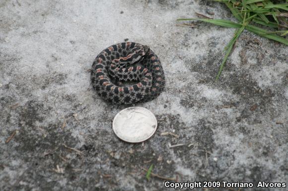 Dusky Pigmy Rattlesnake (Sistrurus miliarius barbouri)