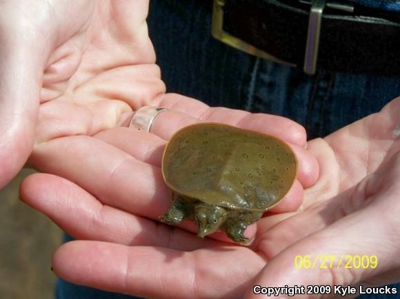 Eastern Spiny Softshell (Apalone spinifera spinifera)