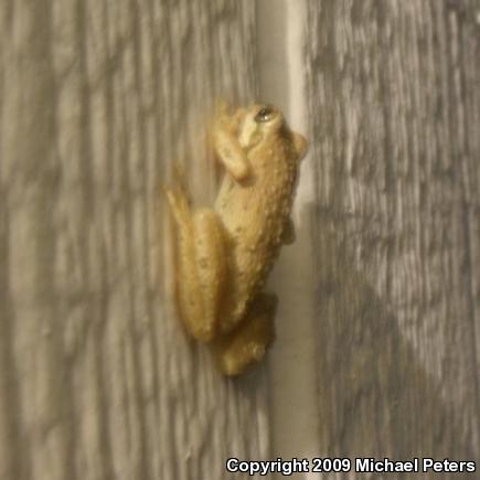 Sierran Treefrog (Pseudacris sierra)