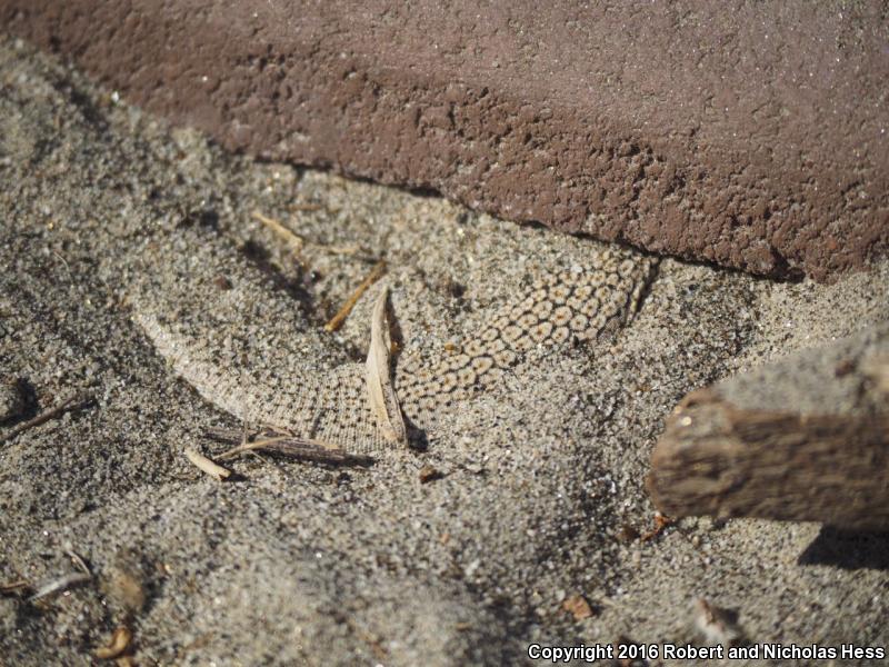 Coachella Valley Fringe-toed Lizard (Uma inornata)