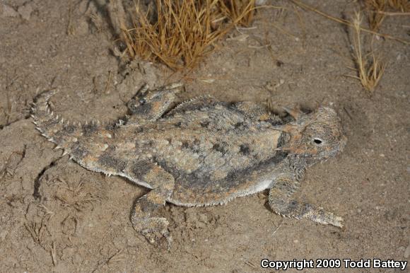 Southern Desert Horned Lizard (Phrynosoma platyrhinos calidiarum)