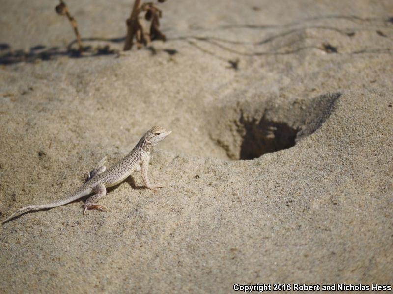 Coachella Valley Fringe-toed Lizard (Uma inornata)