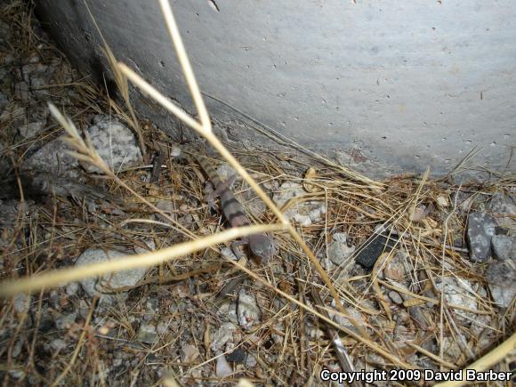 Desert Banded Gecko (Coleonyx variegatus variegatus)