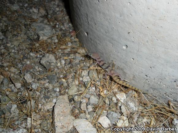 Desert Banded Gecko (Coleonyx variegatus variegatus)