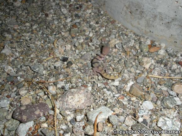 Desert Banded Gecko (Coleonyx variegatus variegatus)