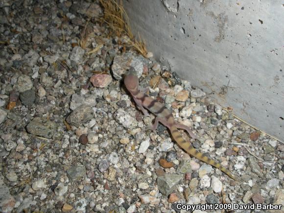 Desert Banded Gecko (Coleonyx variegatus variegatus)