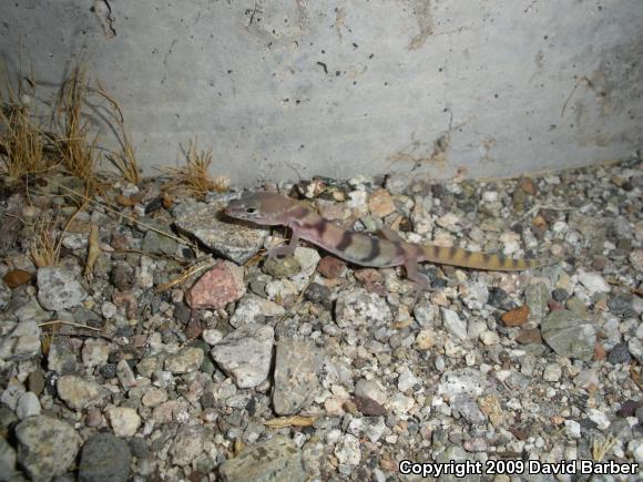 Desert Banded Gecko (Coleonyx variegatus variegatus)