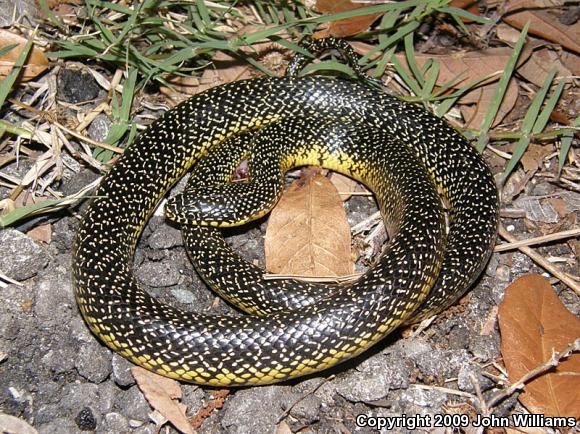 Speckled Kingsnake (Lampropeltis getula holbrooki)