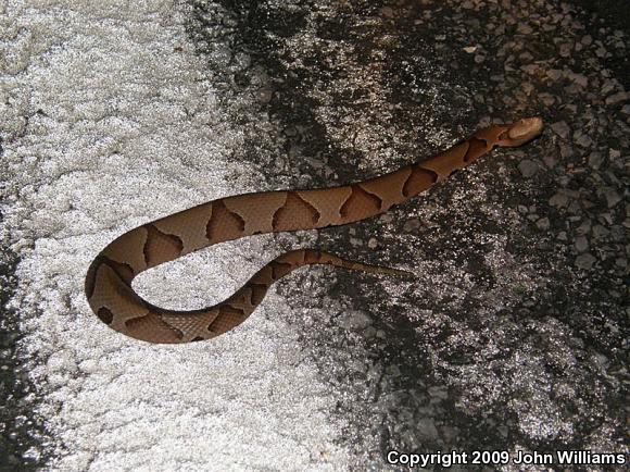 Southern Copperhead (Agkistrodon contortrix contortrix)