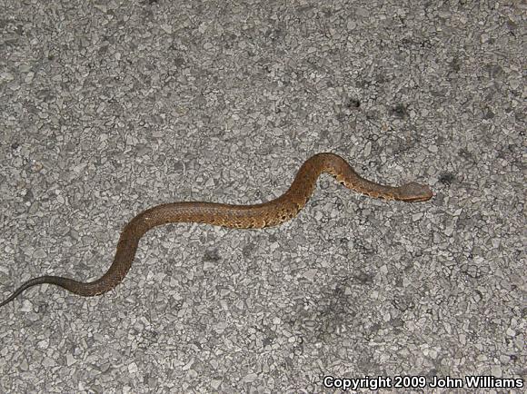 Western Cottonmouth (Agkistrodon piscivorus leucostoma)