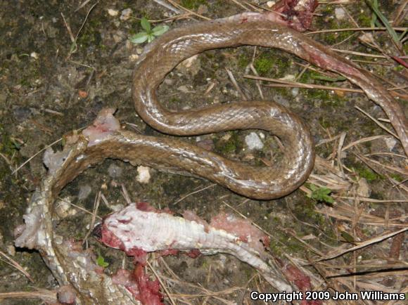 Tan Racer (Coluber constrictor etheridgei)