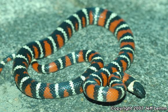 San Diego Mountain Kingsnake (Lampropeltis zonata pulchra)