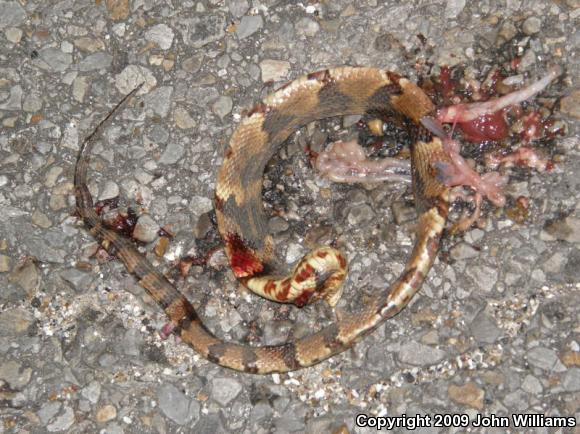 Broad-banded Watersnake (Nerodia fasciata confluens)