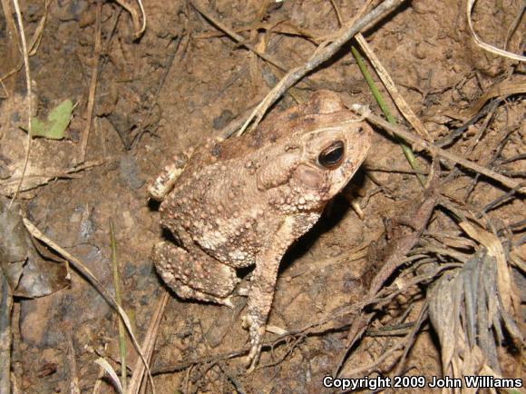 Woodhouse's Toad (Anaxyrus woodhousii)