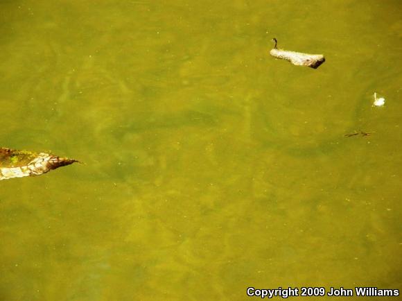 Yellow-bellied Watersnake (Nerodia erythrogaster flavigaster)