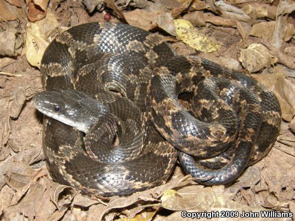 Texas Ratsnake (Pantherophis obsoletus lindheimeri)