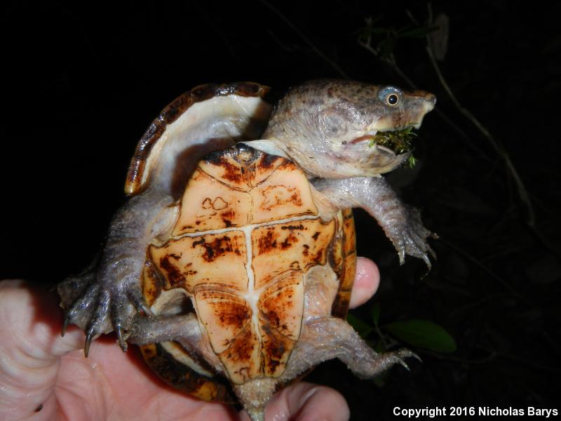 Loggerhead Musk Turtle (Sternotherus minor minor)