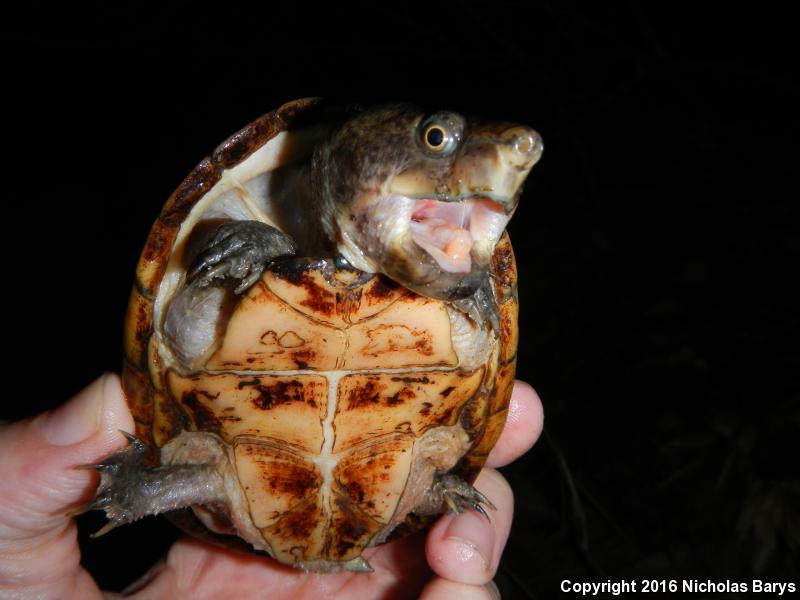 Loggerhead Musk Turtle (Sternotherus minor minor)