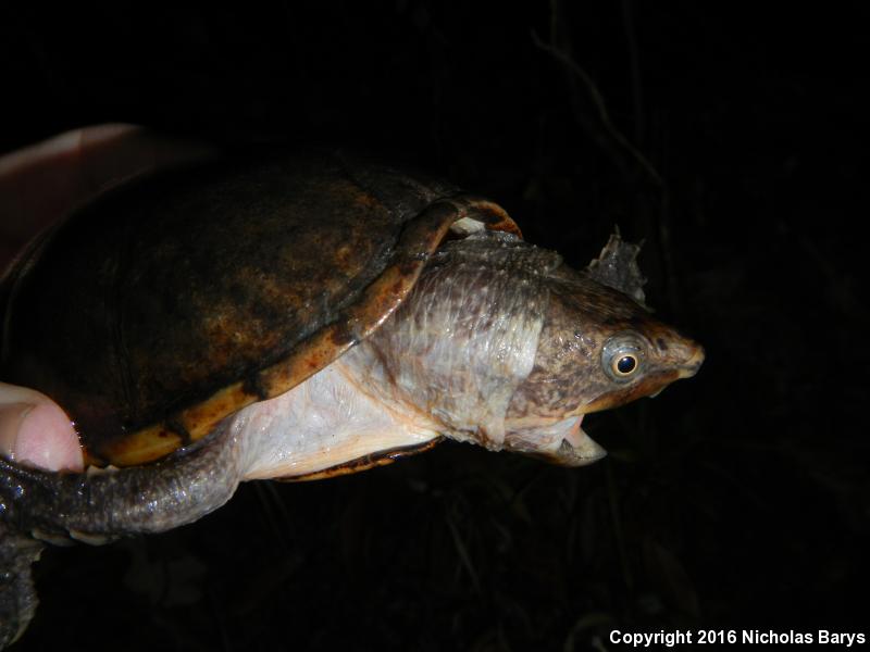 Loggerhead Musk Turtle (Sternotherus minor minor)