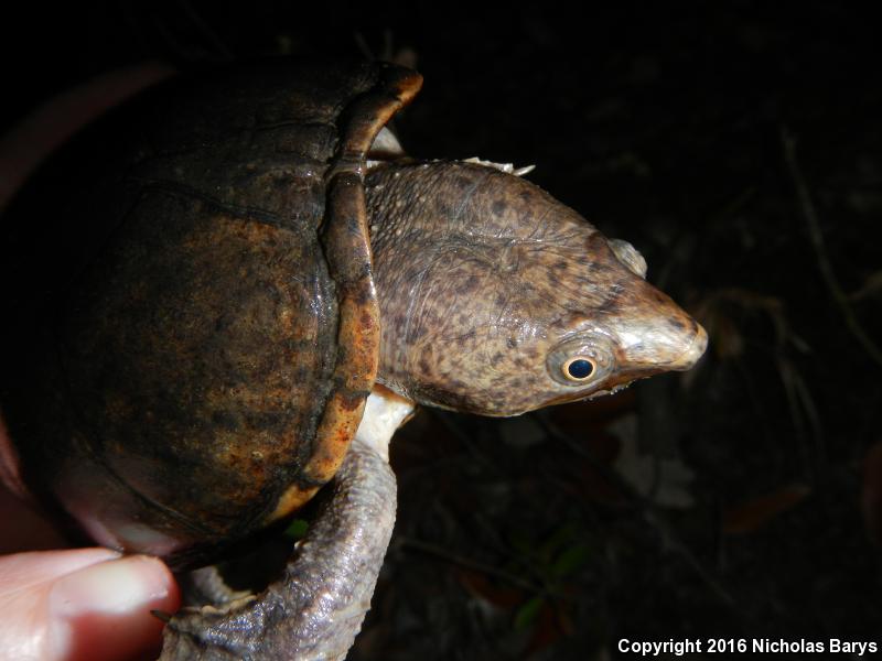 Loggerhead Musk Turtle (Sternotherus minor minor)