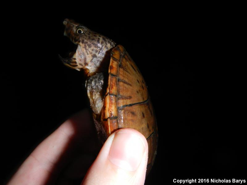 Loggerhead Musk Turtle (Sternotherus minor minor)