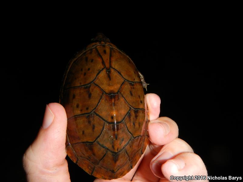 Loggerhead Musk Turtle (Sternotherus minor minor)