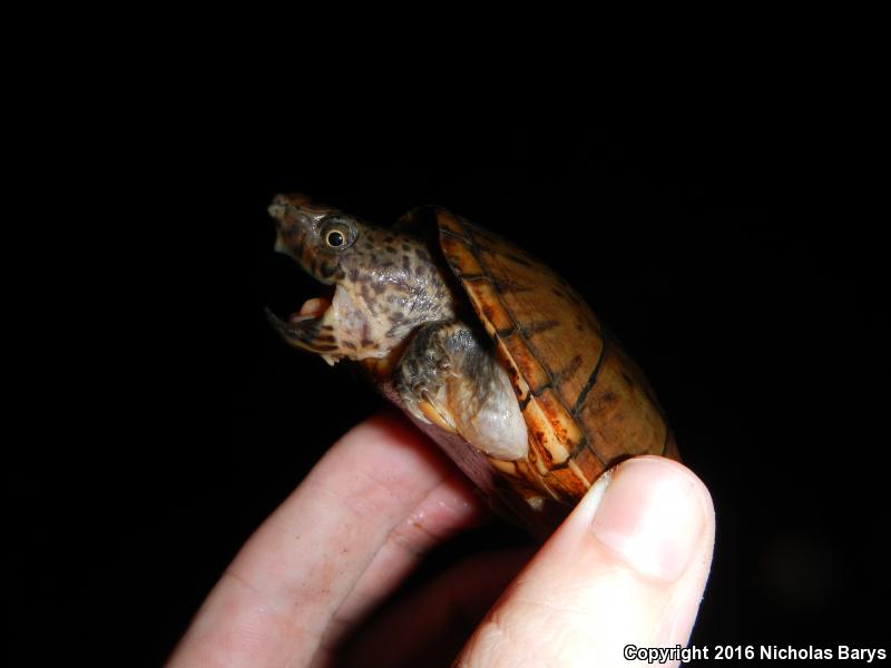 Loggerhead Musk Turtle (Sternotherus minor minor)