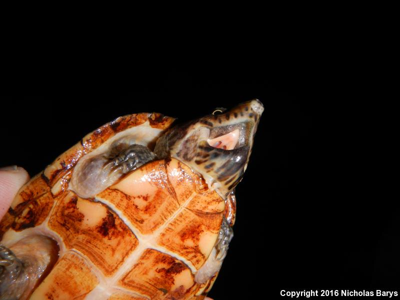 Loggerhead Musk Turtle (Sternotherus minor minor)