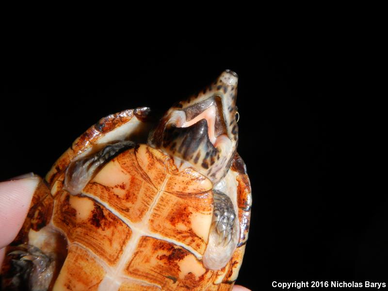 Loggerhead Musk Turtle (Sternotherus minor minor)