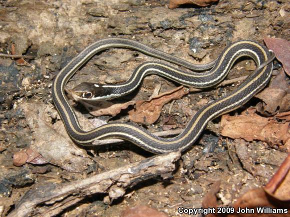 Orange-striped Ribbonsnake (Thamnophis proximus proximus)