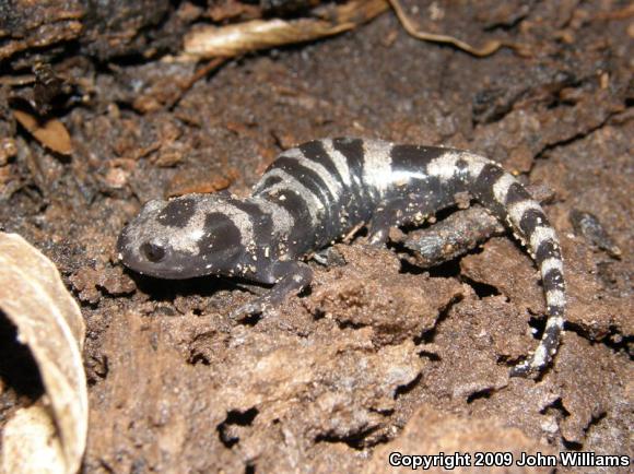 Marbled Salamander (Ambystoma opacum)