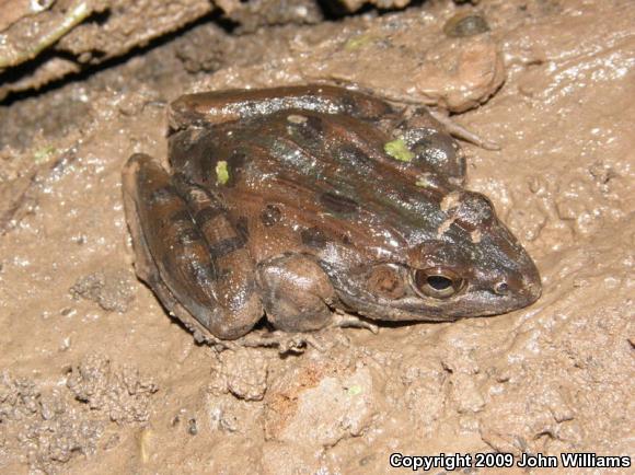 Southern Leopard Frog (Lithobates sphenocephalus utricularius)