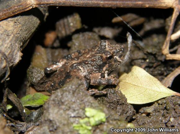 Eastern Cricket Frog (Acris crepitans crepitans)