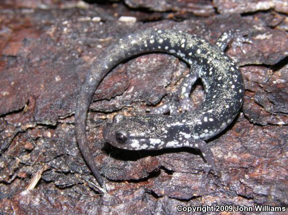 Mississippi Slimy Salamander (Plethodon mississippi)