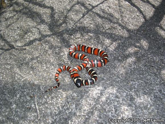 San Diego Mountain Kingsnake (Lampropeltis zonata pulchra)