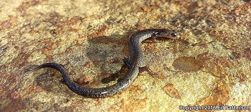 Valley And Ridge Salamander (Plethodon hoffmani)