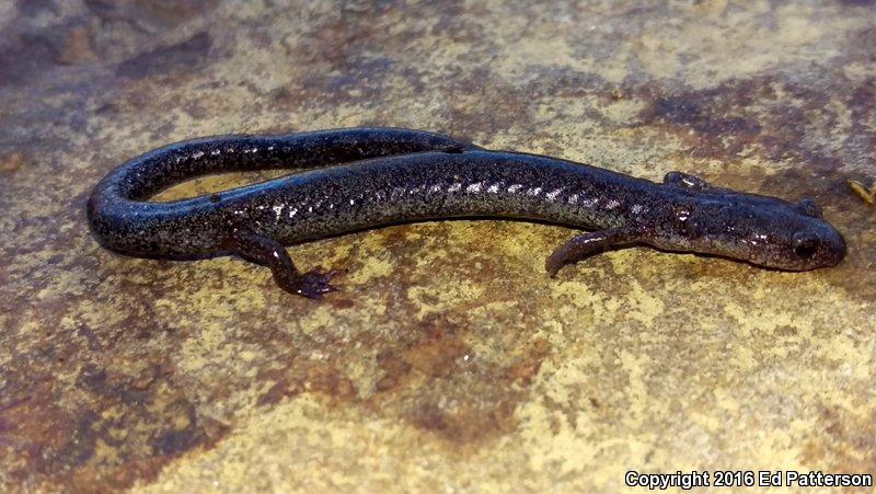 Valley And Ridge Salamander (Plethodon hoffmani)