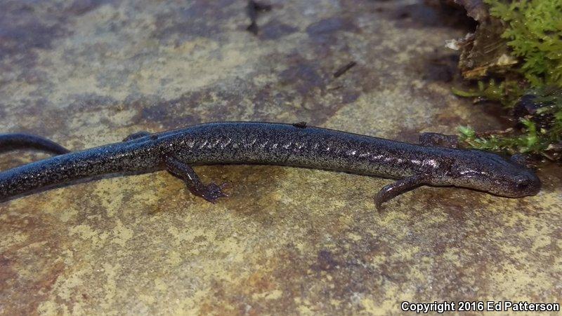 Valley And Ridge Salamander (Plethodon hoffmani)