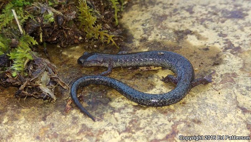 Valley And Ridge Salamander (Plethodon hoffmani)