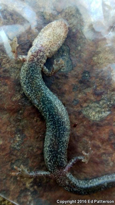 Valley And Ridge Salamander (Plethodon hoffmani)