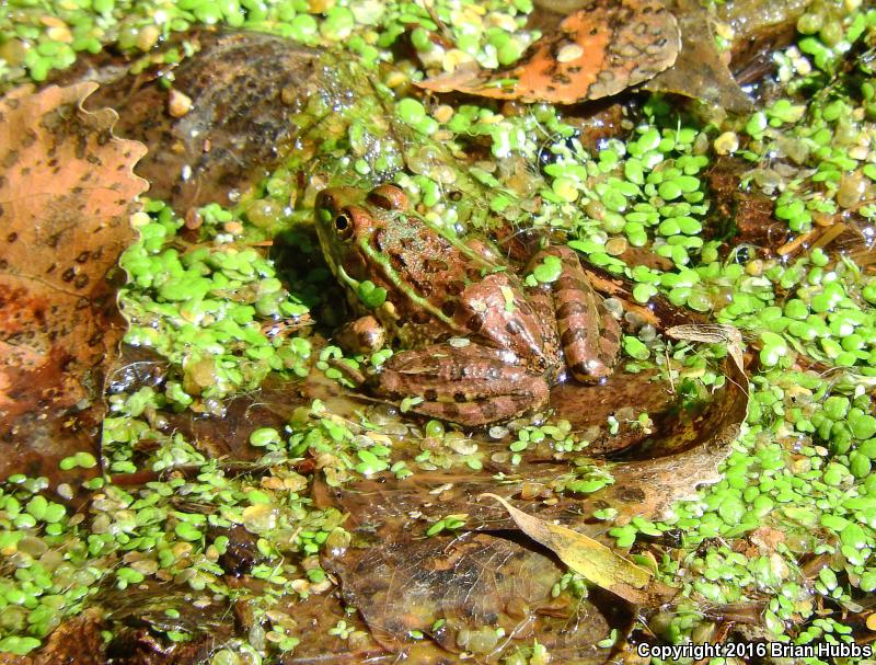 Chiricahua Leopard Frog (Lithobates chiricahuensis)