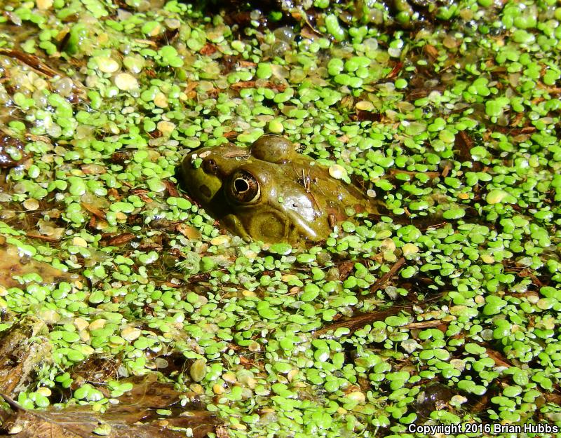 Chiricahua Leopard Frog (Lithobates chiricahuensis)