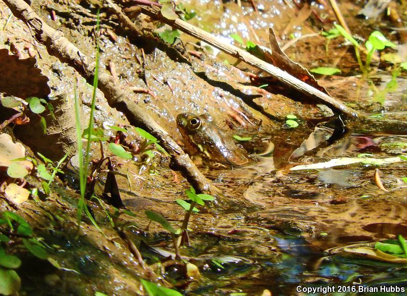 Chiricahua Leopard Frog (Lithobates chiricahuensis)